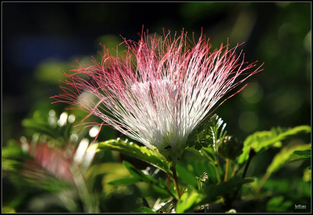 Truyền Thuyết Xót Xa Về Sự Tích Hoa Trinh Nữ