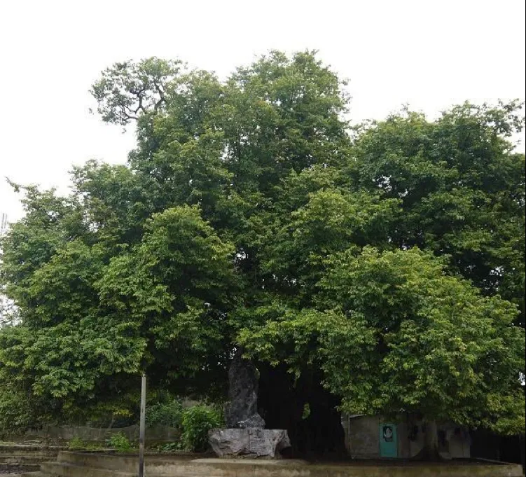 Cây thị ngàn năm tuổi ở làng Tiến Ân, biểu tượng cho sức sống và lịch sử lâu đời