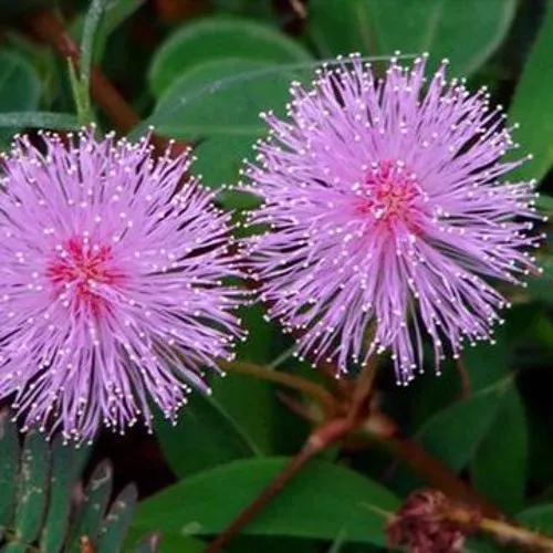 Truyền Thuyết Xót Xa Về Sự Tích Hoa Trinh Nữ