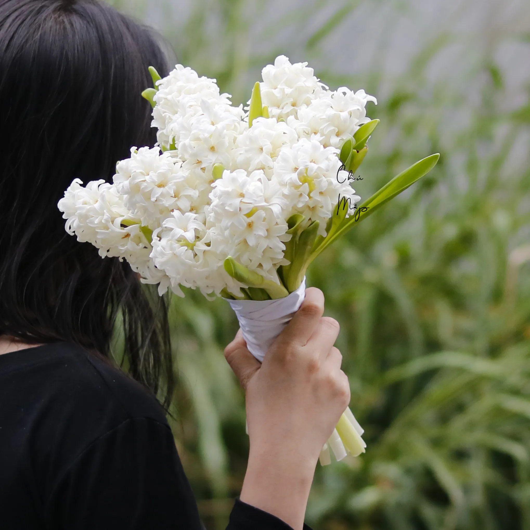 Sức Hút Huyền Bí: Câu Chuyện Sự Tích Hoa Dạ Lan Hương và Ý Nghĩa Vượt Thời Gian