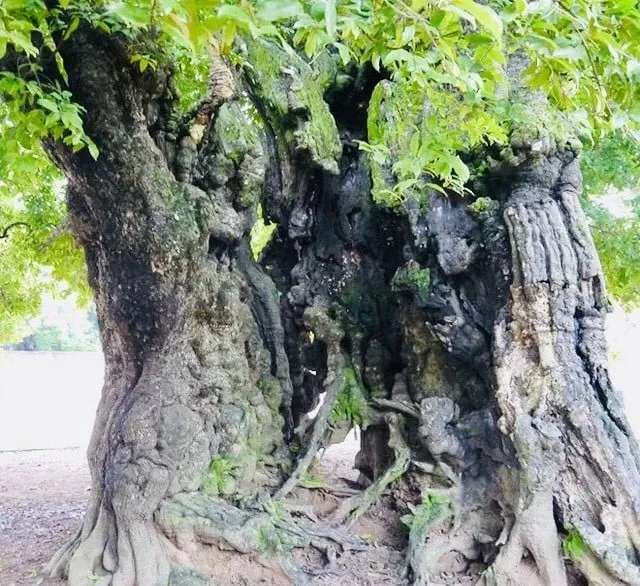 Thân cây thị cổ thụ khổng lồ với các hốc và hình thù kỳ lạ, lưu giữ nhiều sự tích