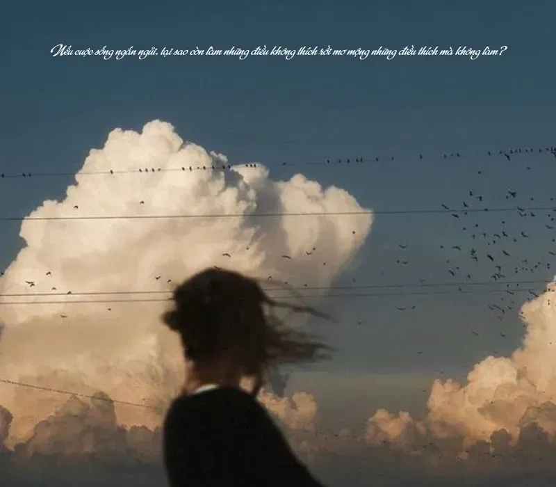 Con đường xuất gia của Phật Thích Ca: Hình ảnh cánh đồng xanh tượng trưng cho hành trình tìm đạo và khám phá chân lý.