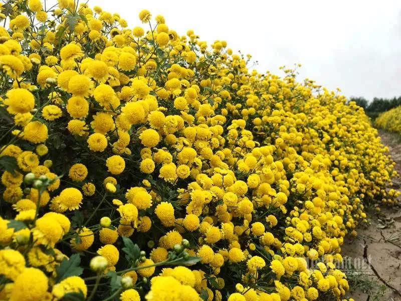 Sự Tích Hoa Cúc Chi: Truyền Thuyết Cảm Động Về Lòng Hiếu Thảo Vô Bờ Bến