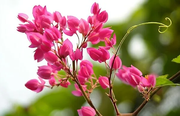 Sự Tích Hoa Tigon: Truyền Thuyết Bi Tráng Về Nàng Công Chúa Antigon