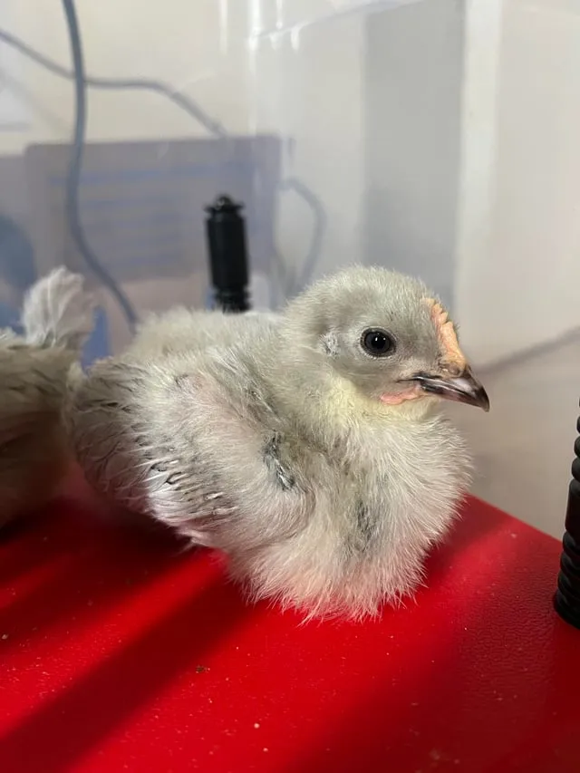 Sự Tích Con Gà Mái: Truyền Thuyết Dân Gian Về Lòng Quý Trọng Hạt Gạo