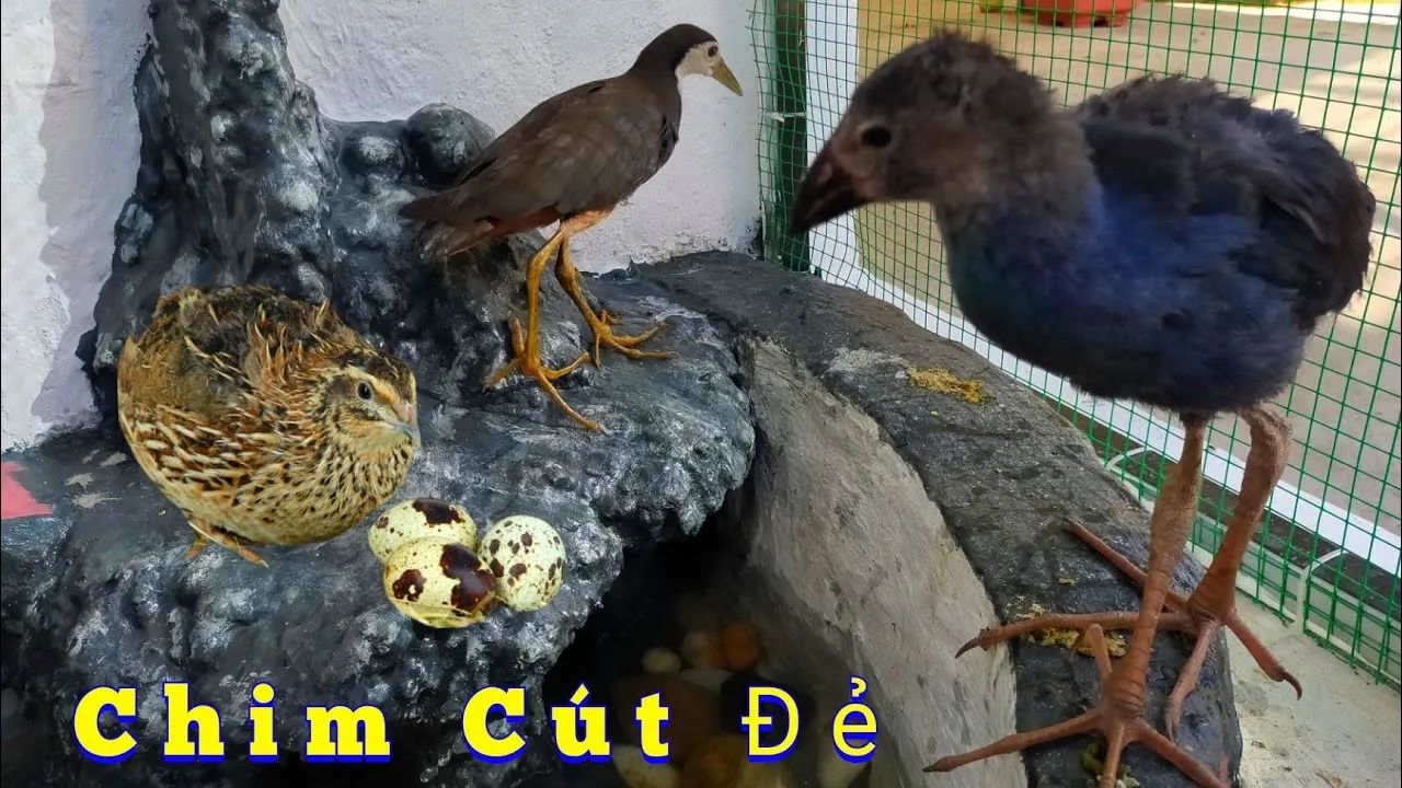 Sự Tích Con Quốc Quốc: Truyền Thuyết Cảm Động Về Lời Thề Tình Bạn Sinh Tử