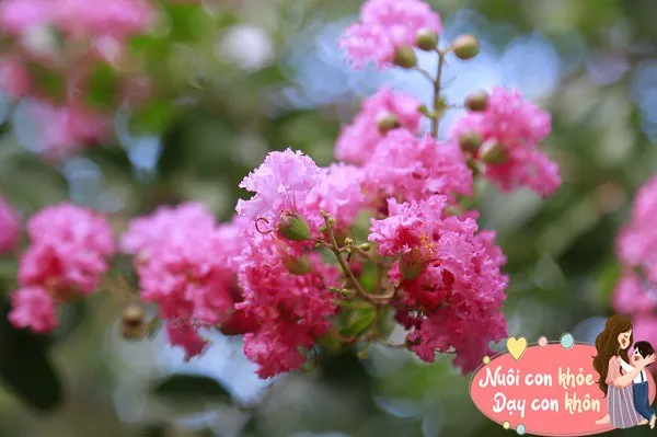 Hình ảnh hoa Tường Vi trắng mọc bên thác nước, biểu tượng cho tình yêu chung thủy và nỗi buồn của nàng công chúa Tường Vi