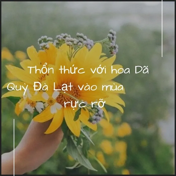 Cánh đồng hoa dã quỳ Đà Lạt mùa nở rộ, sắc vàng rực rỡ bao phủ triền đồi, biểu tượng cho sức sống mãnh liệt.