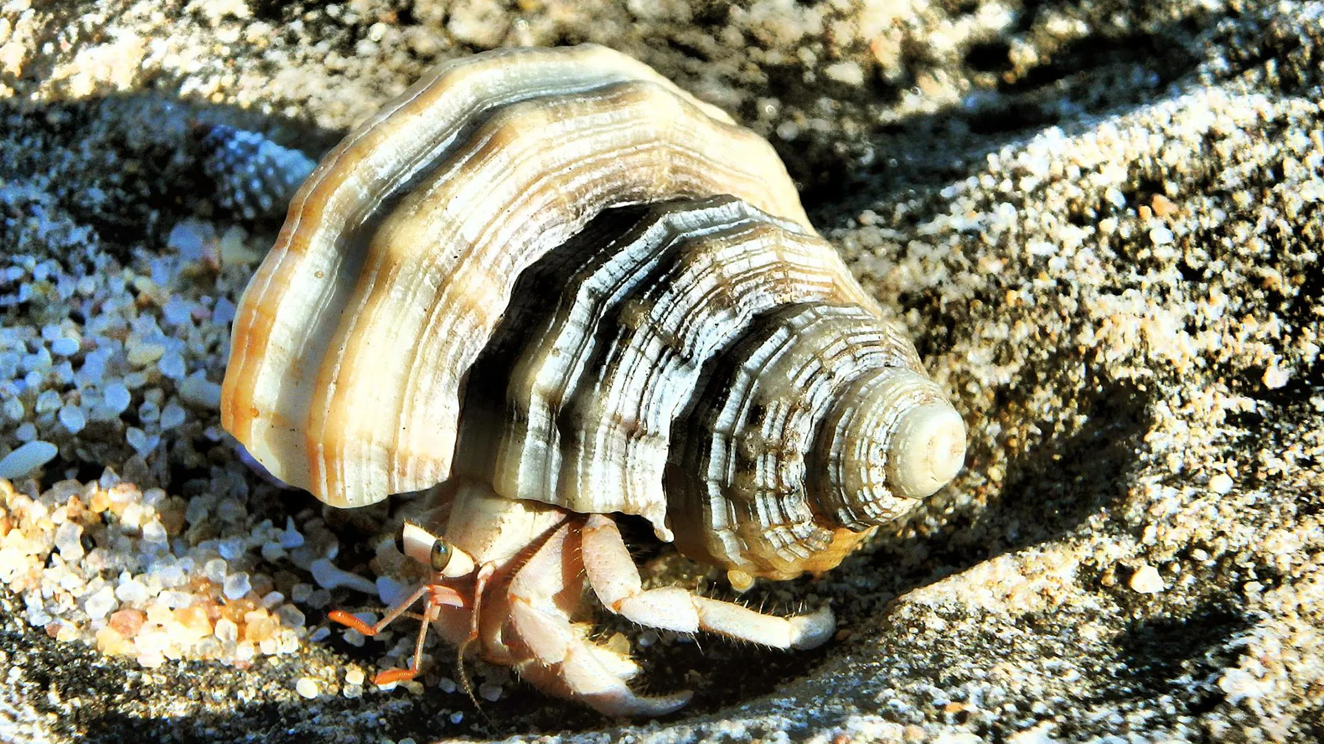 hõm đá cô gái nép vào nơi in dấu hình bóng chàng trai trong câu chuyện sự tích ốc mượn hồn