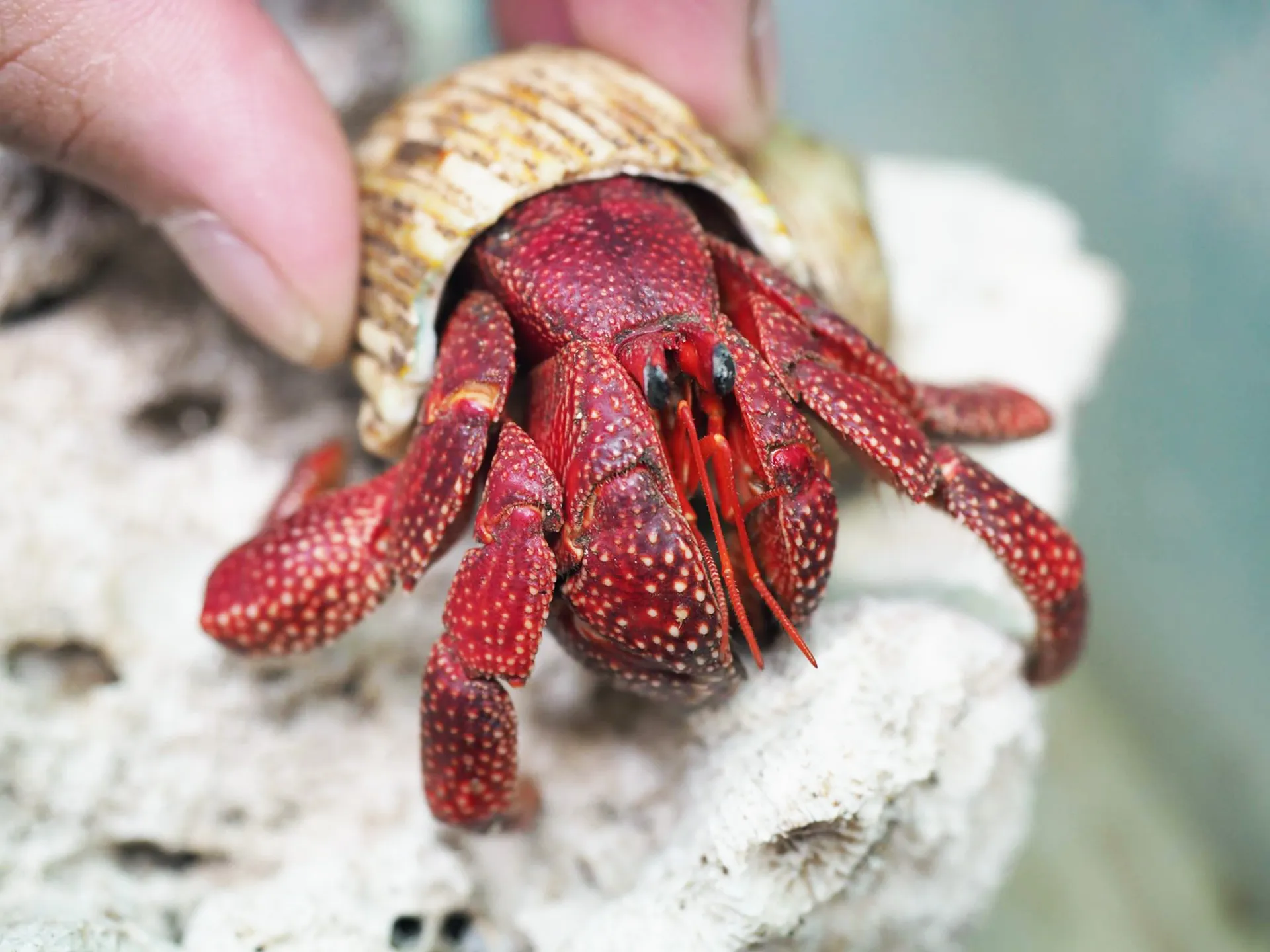 ốc mượn hồn bài học về lòng tham khi lão cua độc ác chiếm đoạt vỏ ốc kiên cố