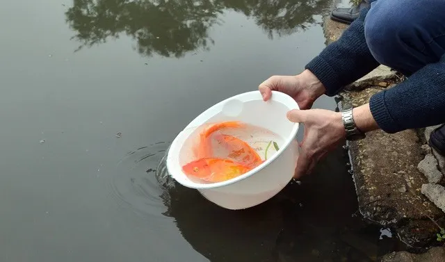 Thả cá chép ngày 23 tháng Chạp, nghi thức truyền thống tiễn Táo quân về trời