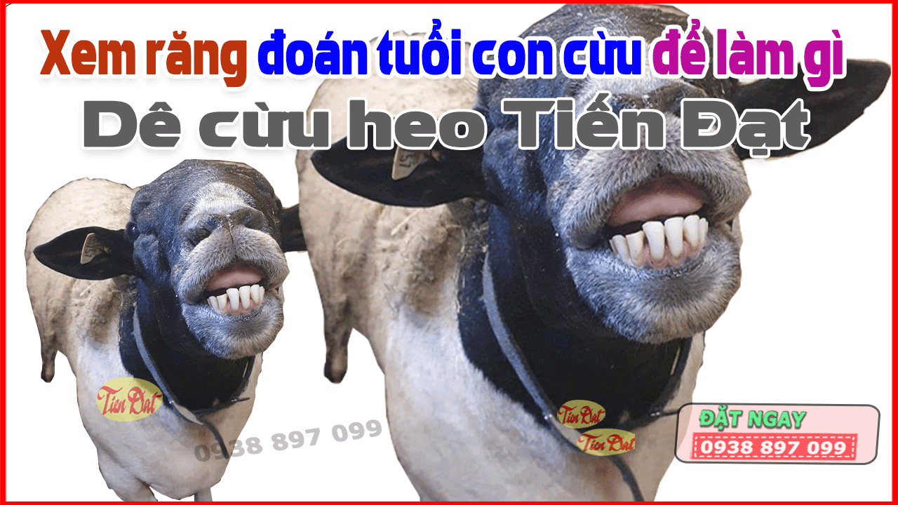 Sự Tích Con Trâu Có 1 Hàm Răng: Giải Mã Sức Mạnh Của Trí Khôn