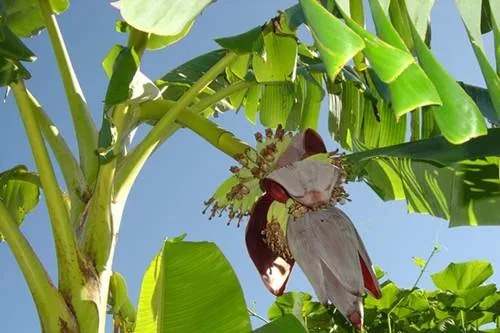 Cây chuối trưởng thành, sản phẩm sáng tạo từ tình yêu thương con của Tiêu Lá trong sự tích cây chuối