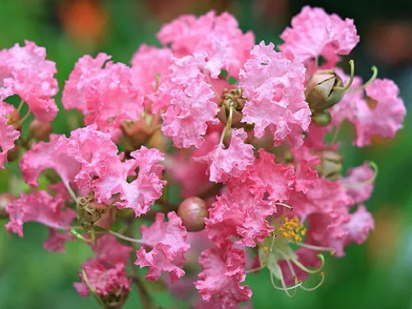 Hình ảnh minh họa nàng công chúa Tường Vi xinh đẹp nhưng cô đơn chờ đợi chàng tiều phu trở về