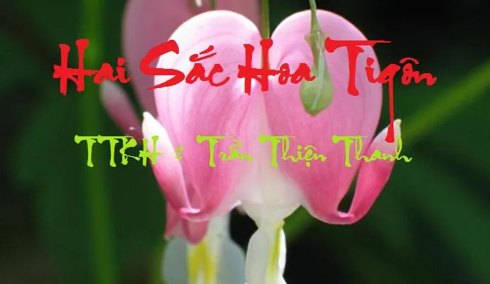 Sự Tích Hoa Tigon: Truyền Thuyết Bi Tráng Về Nàng Công Chúa Antigon