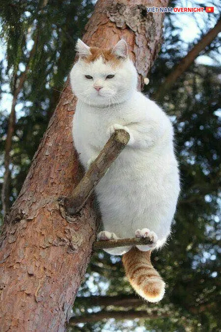 Mèo cao thủ trèo phóc lên cành cây, cảnh báo Hổ về chiêu thức tiếp đất bị giấu kín trong truyền thuyết mèo và hổ.