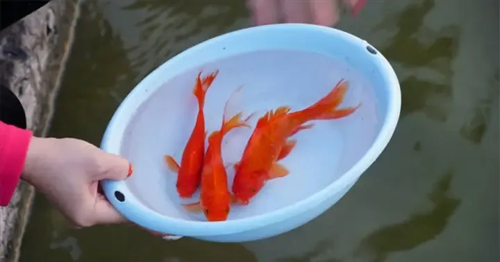 Cần Mấy Con Cá Chép Cho Lễ Cúng Ông Công Ông Táo?