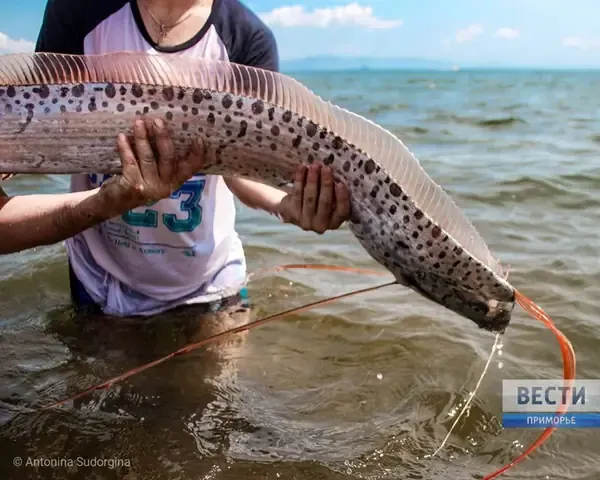 Hình ảnh cận cảnh đặc điểm đầu và vây lưng của cá mái chèo