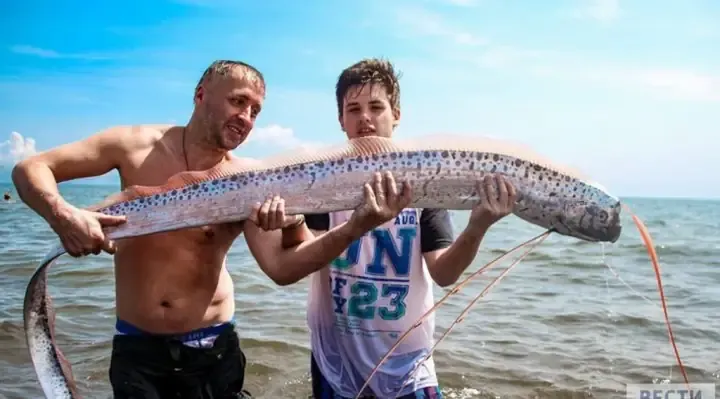 Cá mái chèo khổng lồ được ngư dân tìm thấy ở vùng Primorye, Nga