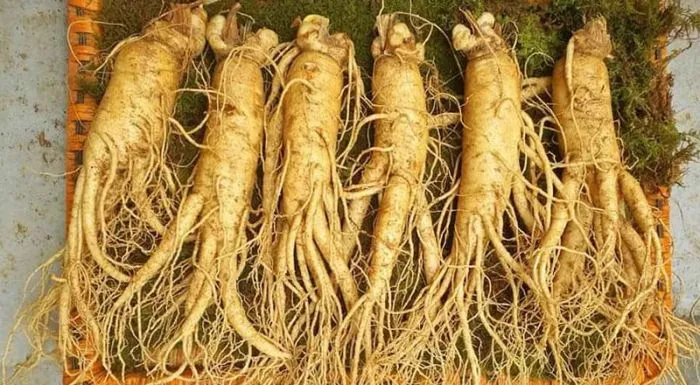 Cửa hàng bán nhân sâm Hàn Quốc uy tín nhất ở Cần Thơ