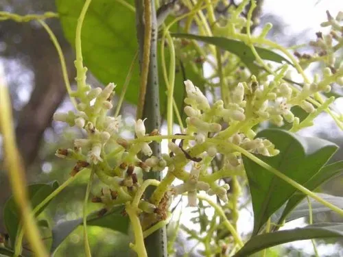 Hoa dây tơ hồng biểu tượng cho duyên phận đã định