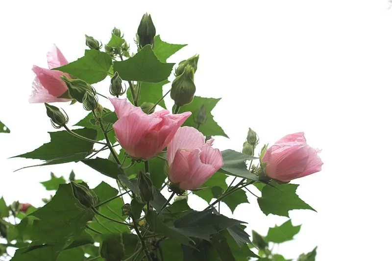 Bông hoa phù dung đỏ thẫm vào cuối ngày trước khi tàn lụi