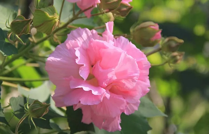 Cận cảnh bông hoa phù dung chuyển màu từ trắng sang hồng