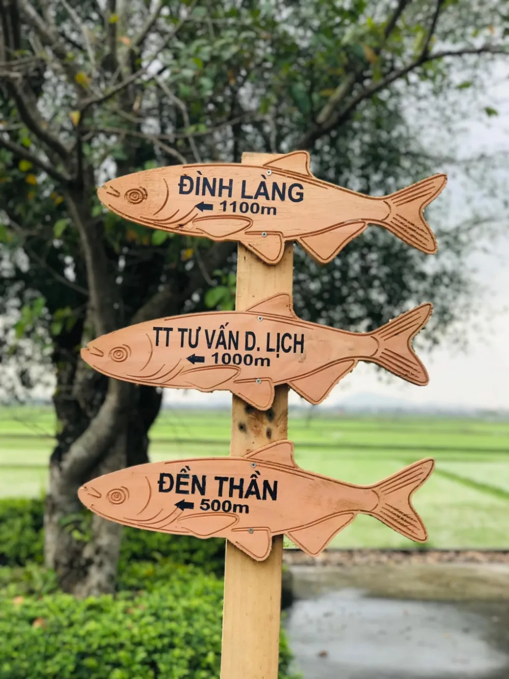 Cá gỗ và bữa cơm đạm bạc của ông đồ Hồ Phi Tích