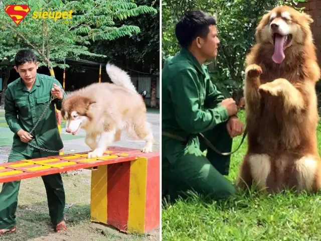 Alaskan Malamute đang tập trung quan sát xung quanh trong tuyết